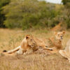 Lion Roar Again in  Akagera