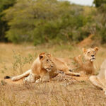 Akagera Lions