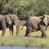 Elephants in Akagera National Park