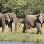 Akagera Elephants