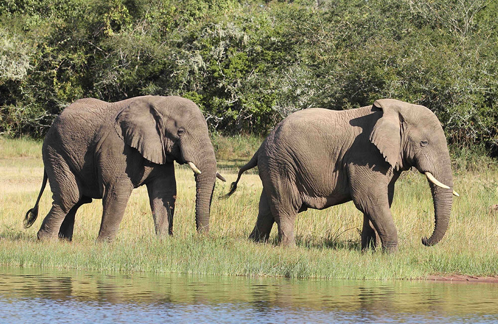 Akagera Elephants